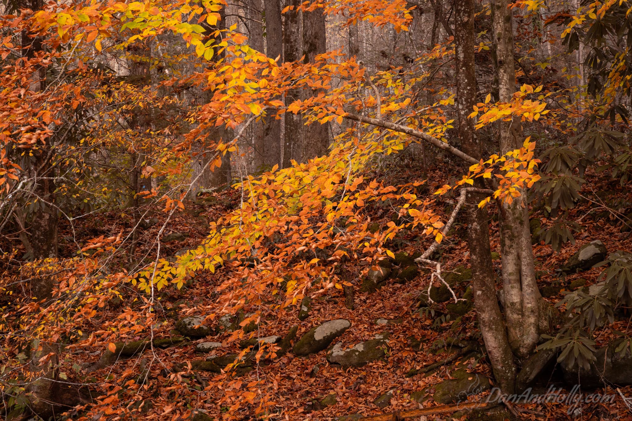 Downtown Knoxville in Fall Colors