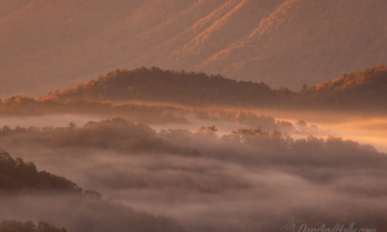 In Celebration of Fog