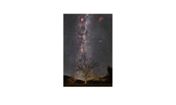 ‘The Tree’ Under an Autumn Milky Way