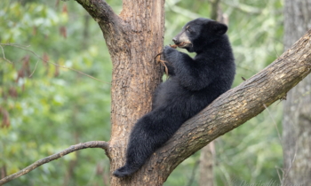 Black Bears in Minnesota