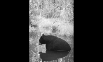 Black Bears in a Different Light