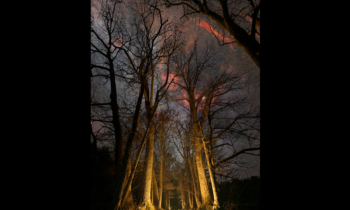 Enchanted Lane Under the Stars