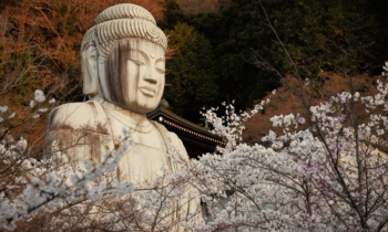 Japan Spotlight – Cherry Blossoms