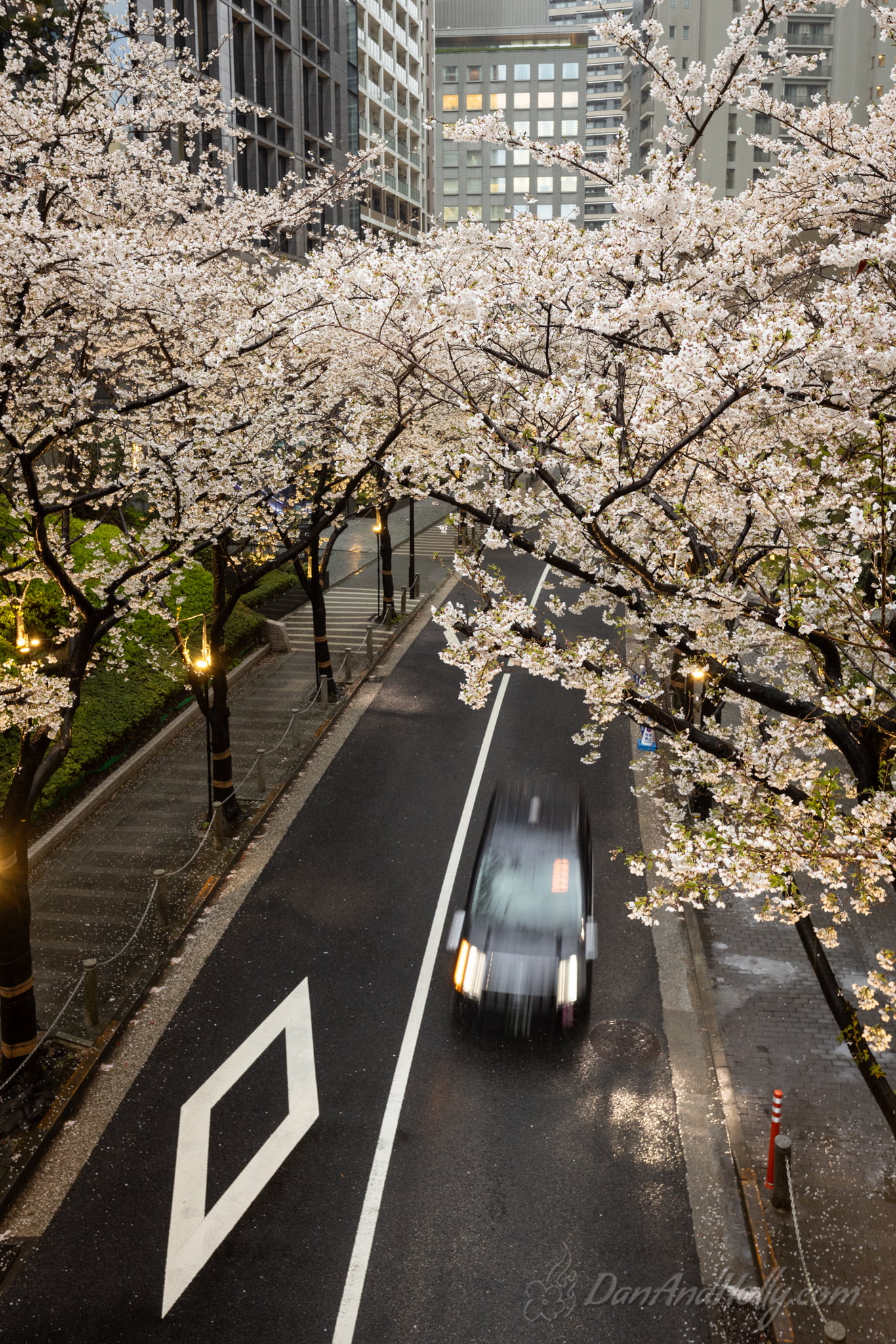 Japan Cherry Blossoms (5)