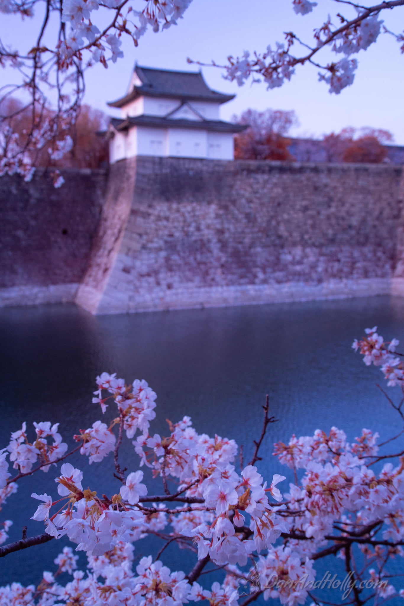 Japan Cherry Blossoms (7)