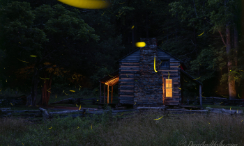 John Oliver’s Fireflies