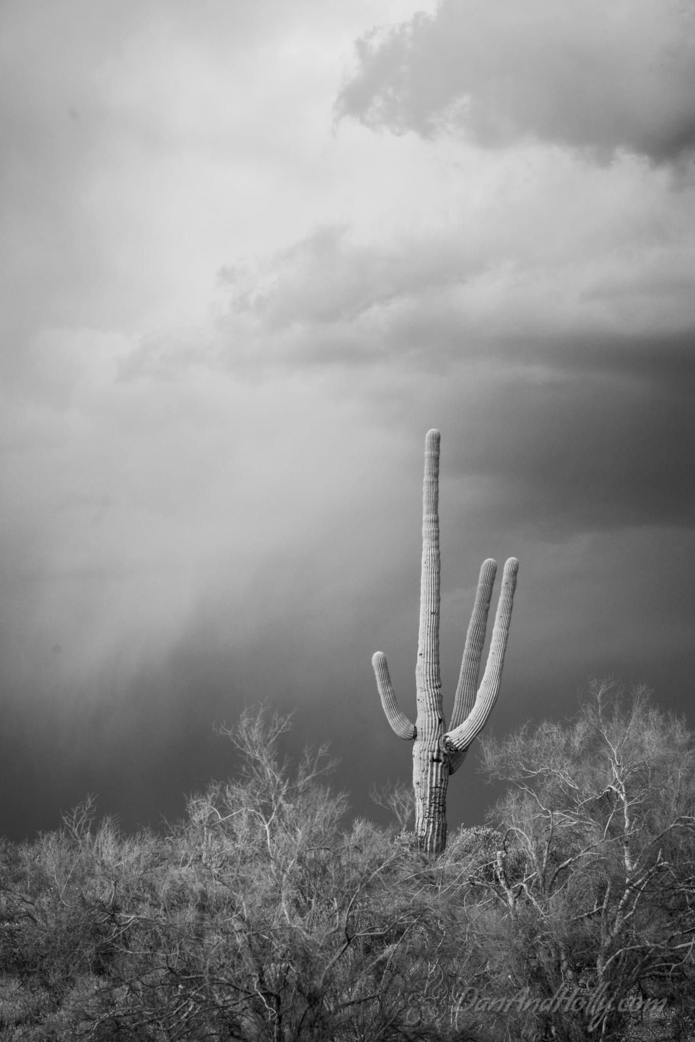 Lost Dutchman (4)