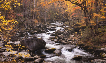 Fall Stream Scenes in the Smokies – 2025