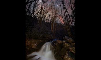 Pleiades Through the Trees