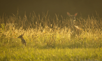 A fawn in the grass