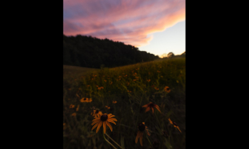 Sunset with the Black-eyed Susans
