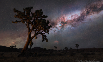 The Cygnus Tree