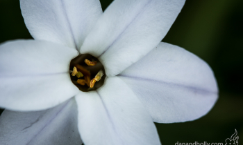 POTW: Flowers, Part 2