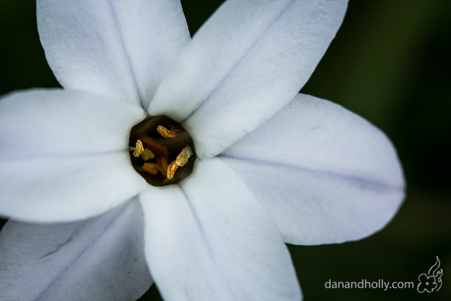 Spring Flowers