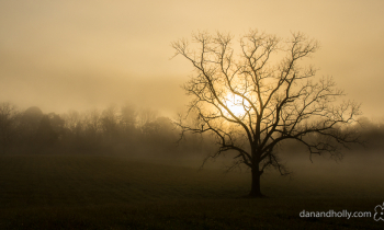 POTW: The Solitary Tree
