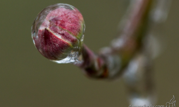 POTW: Frozen Bud