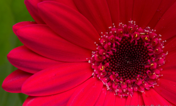 POTW: Gerbera Daisy