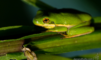 POTW: Finally, a Frog!