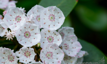POTW: Mountain Laurel