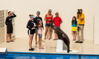 POTW: Sea Lion Encounter