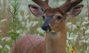 POTW: The Whitetail